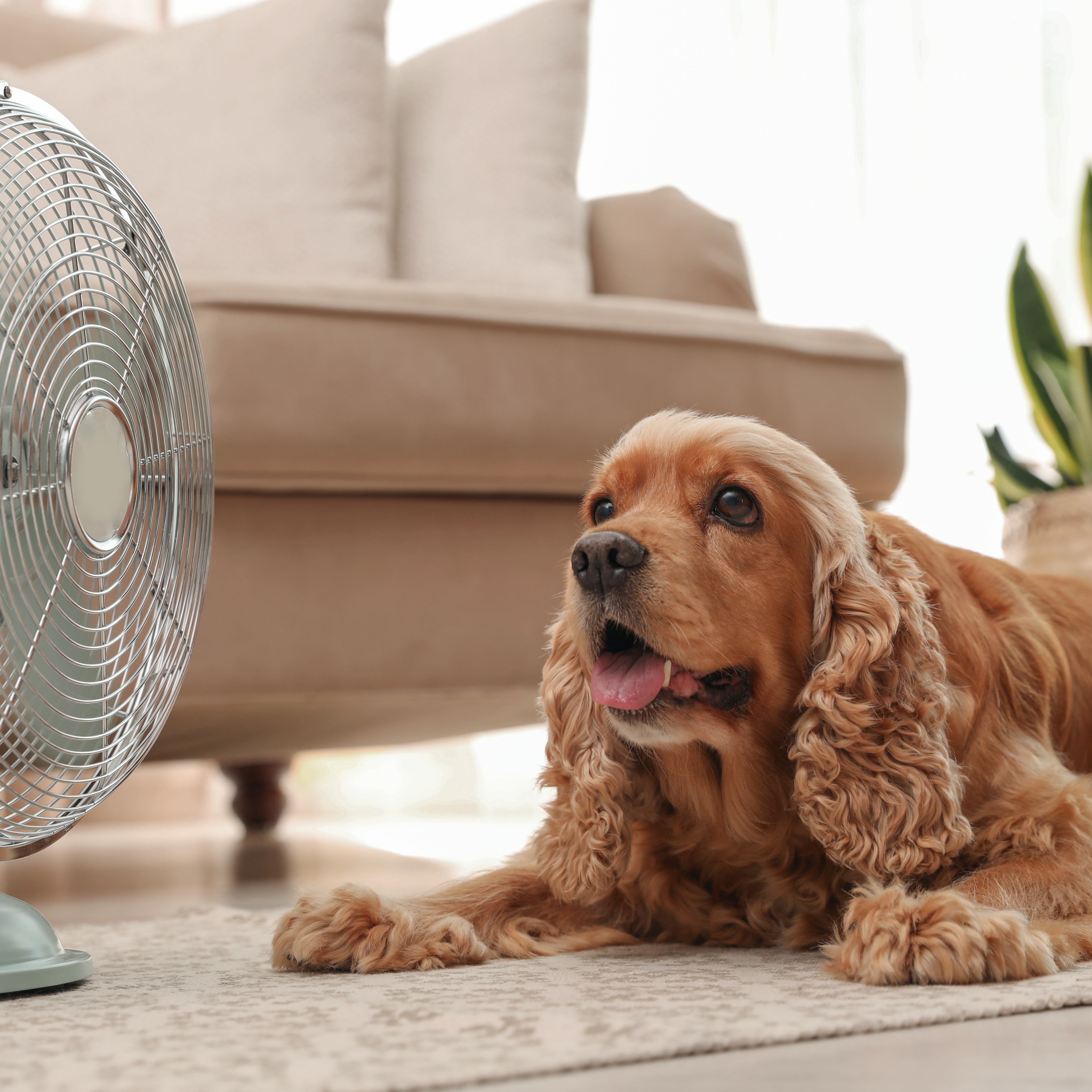 How can you keep your pets safe in extreme heat?
