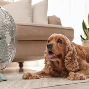 How can you keep your pets safe in extreme heat?