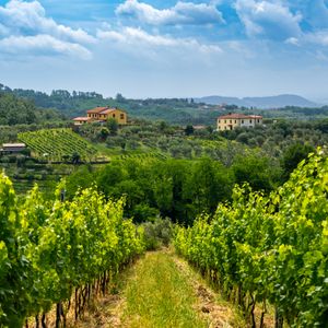 The Wines of Tuscany