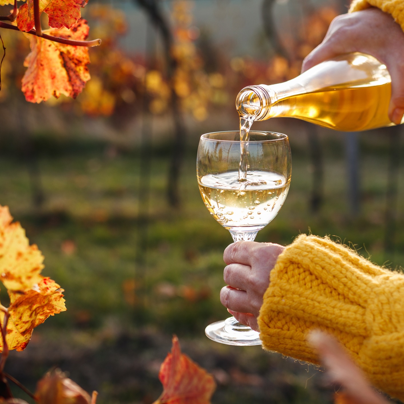 State Fair sips, transitioning wines from summer to fall!