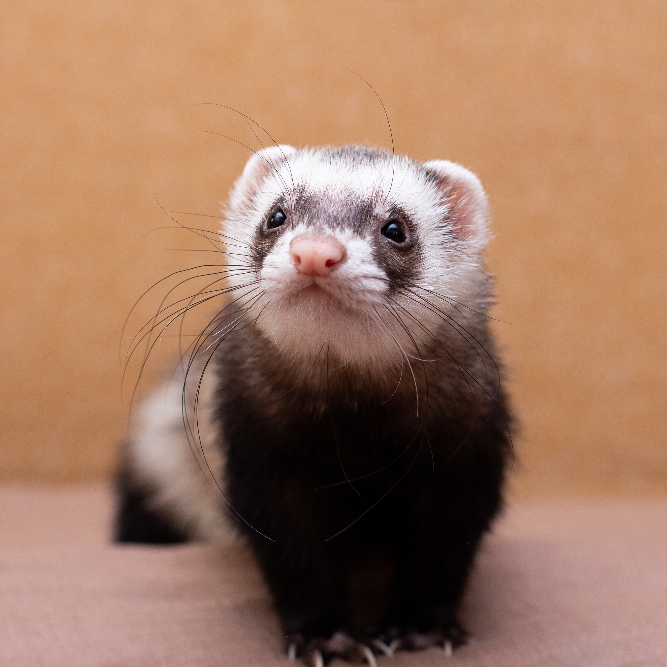 What's the weirdest pet to have?
