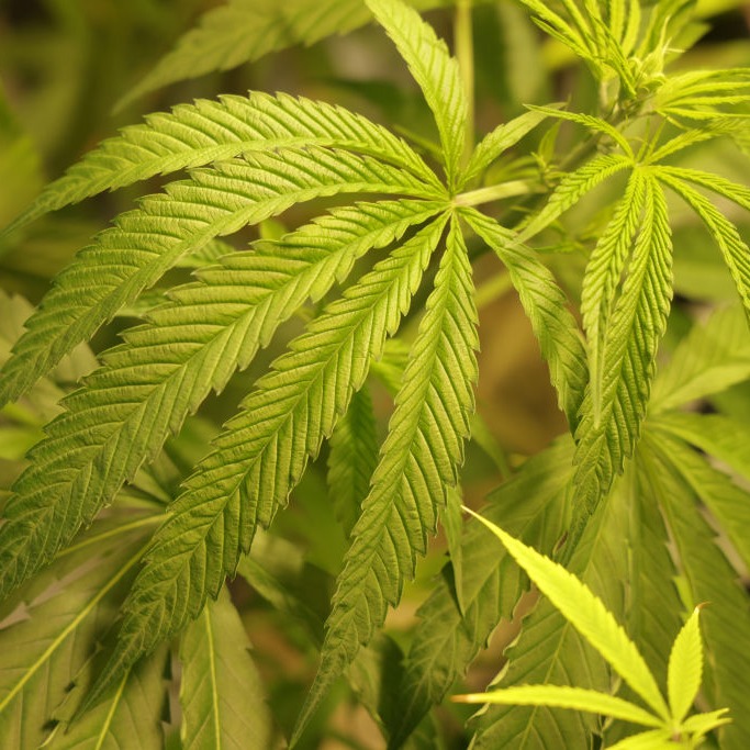 The DeRush-Hour Headlines: in depth on the medical marijuana schedule change