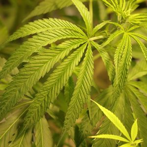 The DeRush-Hour Headlines: in depth on the medical marijuana schedule change