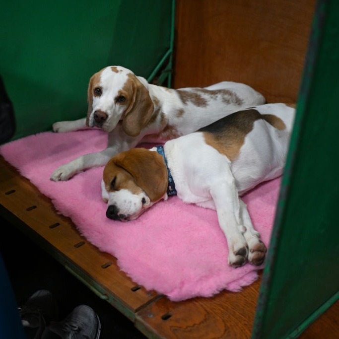 Friday Hour 1: why is Jason stressed out? And the return of "3 Disasters & Puppies"
