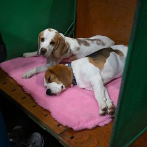 Friday Hour 1: why is Jason stressed out? And the return of "3 Disasters & Puppies"