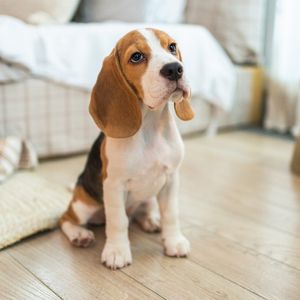 3 Disasters... and Puppies!!!