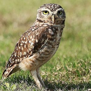 Friday Hour 3: are you afraid of heights? What about owls? Plus Dan Hayes talks Twins baseball
