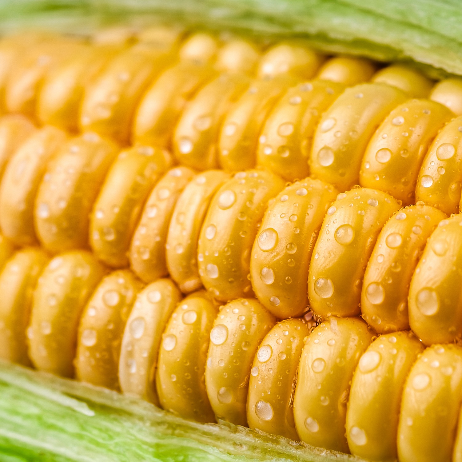 Radd Report: Sweet Corn, Best Part of Summer and State Fair Musts!