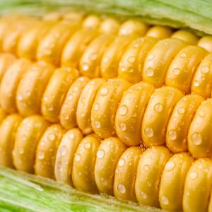 Radd Report: Sweet Corn, Best Part of Summer and State Fair Musts!