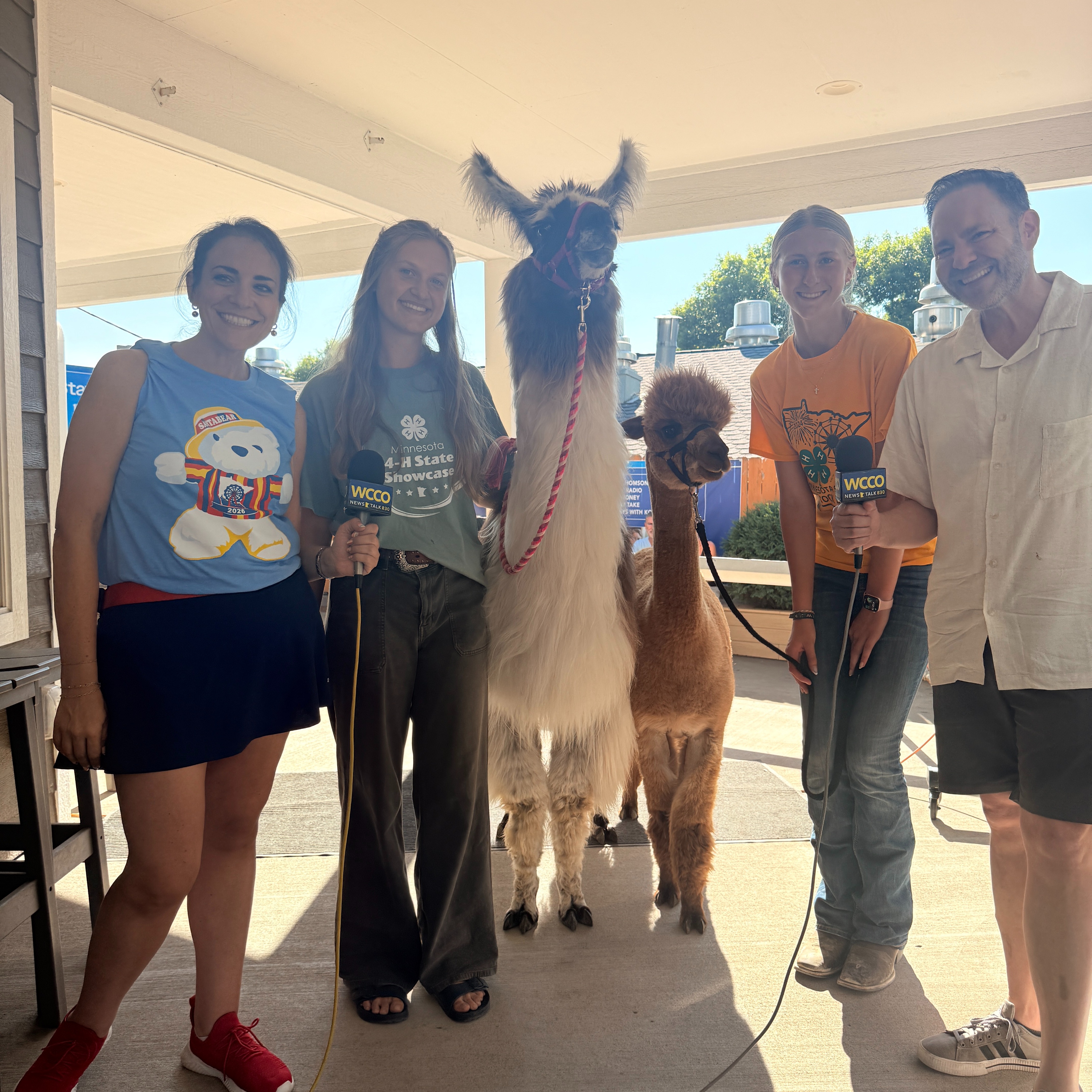 BRING IN THE LLAMAS AND ALPACAS