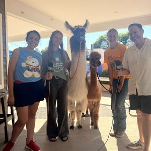 BRING IN THE LLAMAS AND ALPACAS