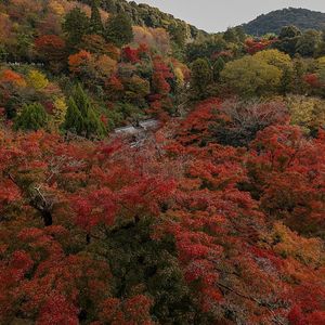Where do you go to see Fall colors? And do you trust the DNR map?