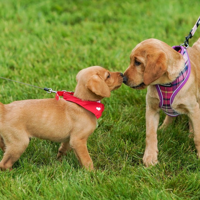 What's your best pet name?