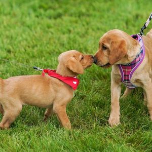 What's your best pet name?