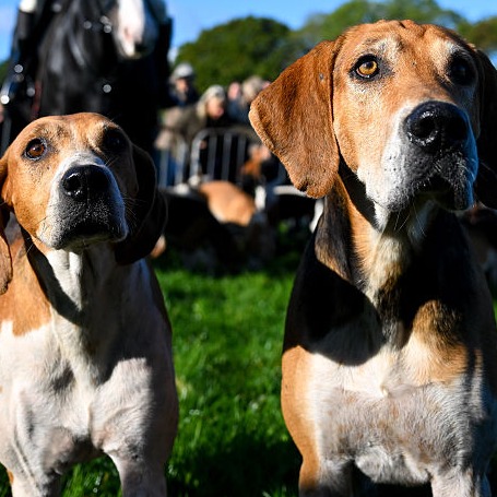 Tuesday Hour 3: how MN addressed the sexual assault loophole & what's your favorite pet name!