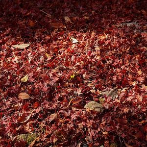 What do you do with your leaves? Rake or mulch?