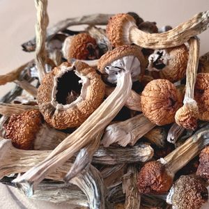 Will Trump's latest order pave the way for medicinal psychedelics?