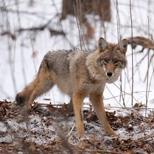 Local wildlife researchers are sharing their tips to protect pets following a couple of recent Coyote attacks in the Twin Cities