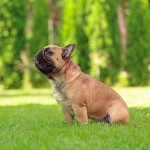 French Bulldogs aren't so much dogs as they are accessories. Am I Wrong?