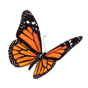 Has there ever been a caterpillar that decided not to become a butterfly? Let's do Text-a-Topic!