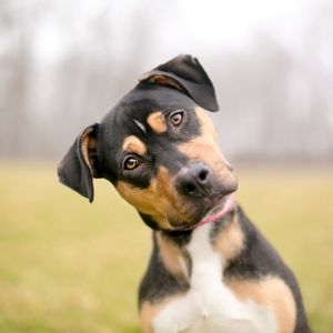 Science proves what we already knew: dogs know how we're feeling! It's Swift Takes!