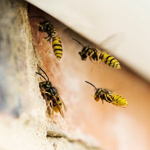 Susie's wasp incident, Dave's horrible hills and Chad's shower demands during an hour of Overrated, Underrated or Properly Rated