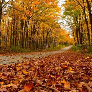 If it hadn't already, the leaf peeping community has jumped the shark. Am I Wrong?