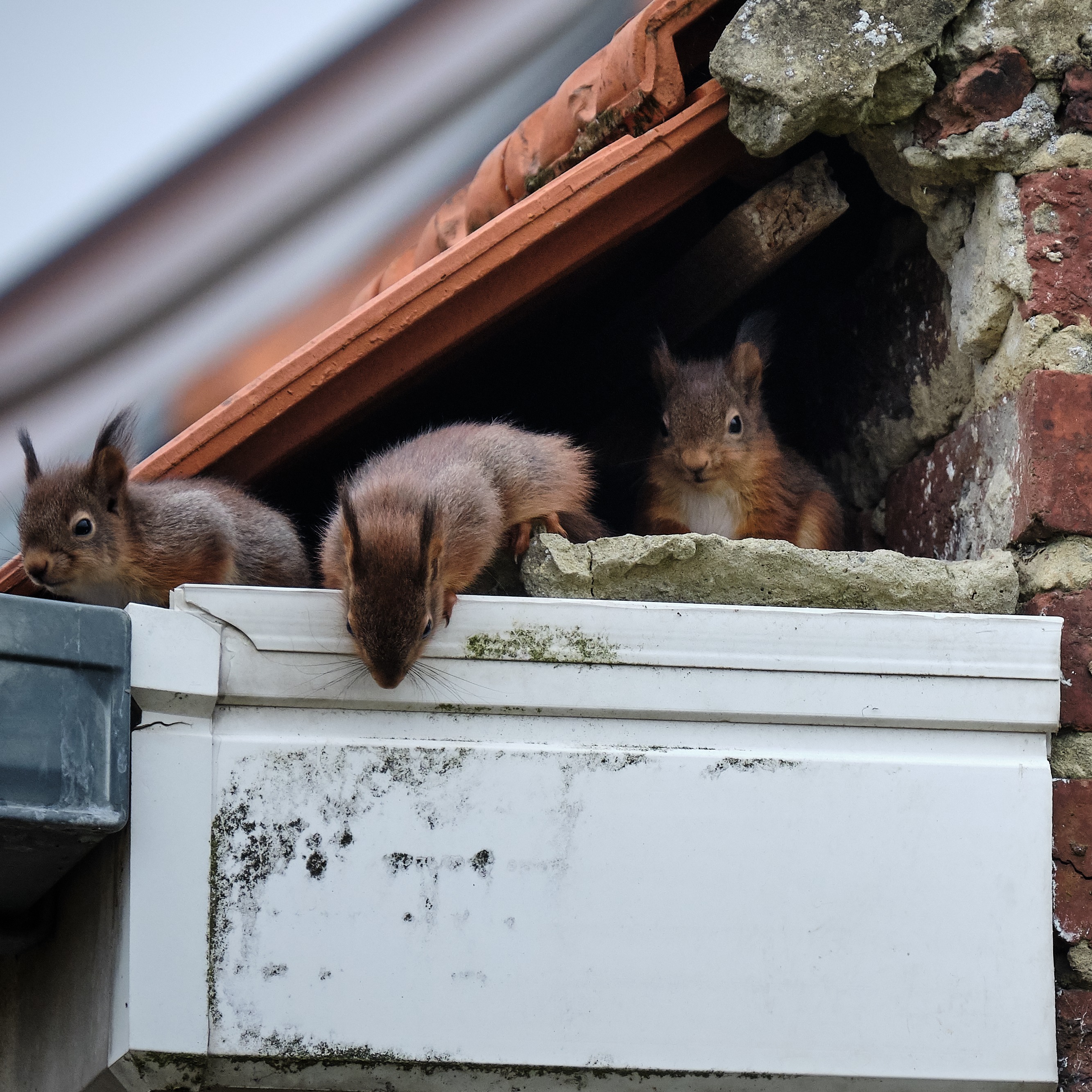 What to do if you find an injured or abandoned animal in your backyard?