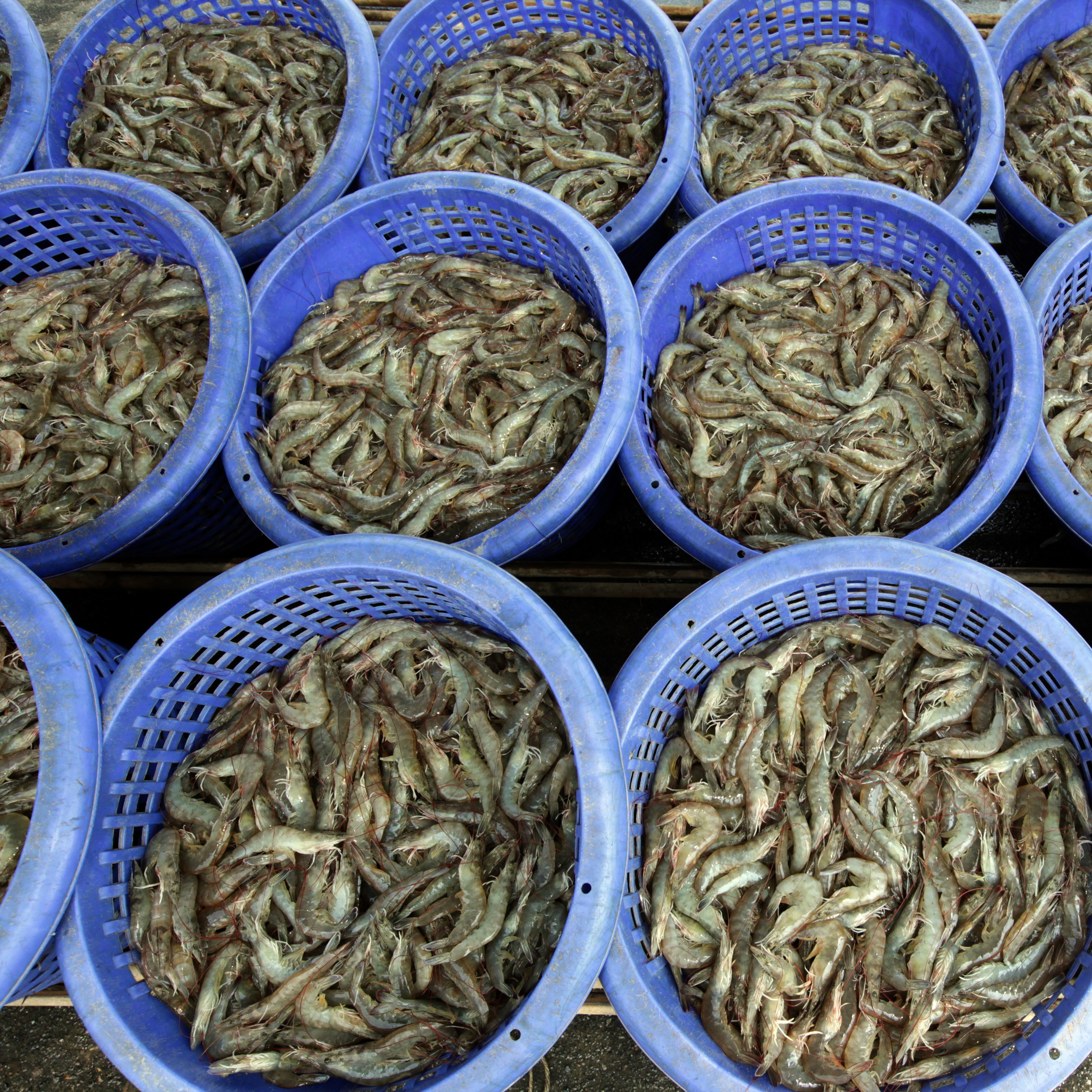 Are New Orleans restaurants telling you the truth about the shrimp on your plate?