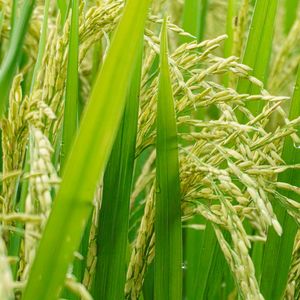 America's merchant mariners and agricultural producers play a critical role in delivering global food aid