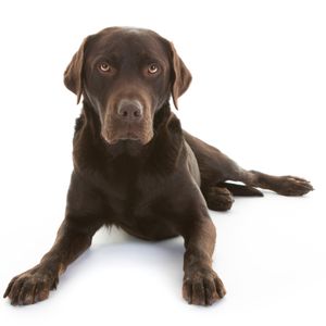 A brave 9-year-old and a court dog helped secure a double-murder conviction after five years of delays