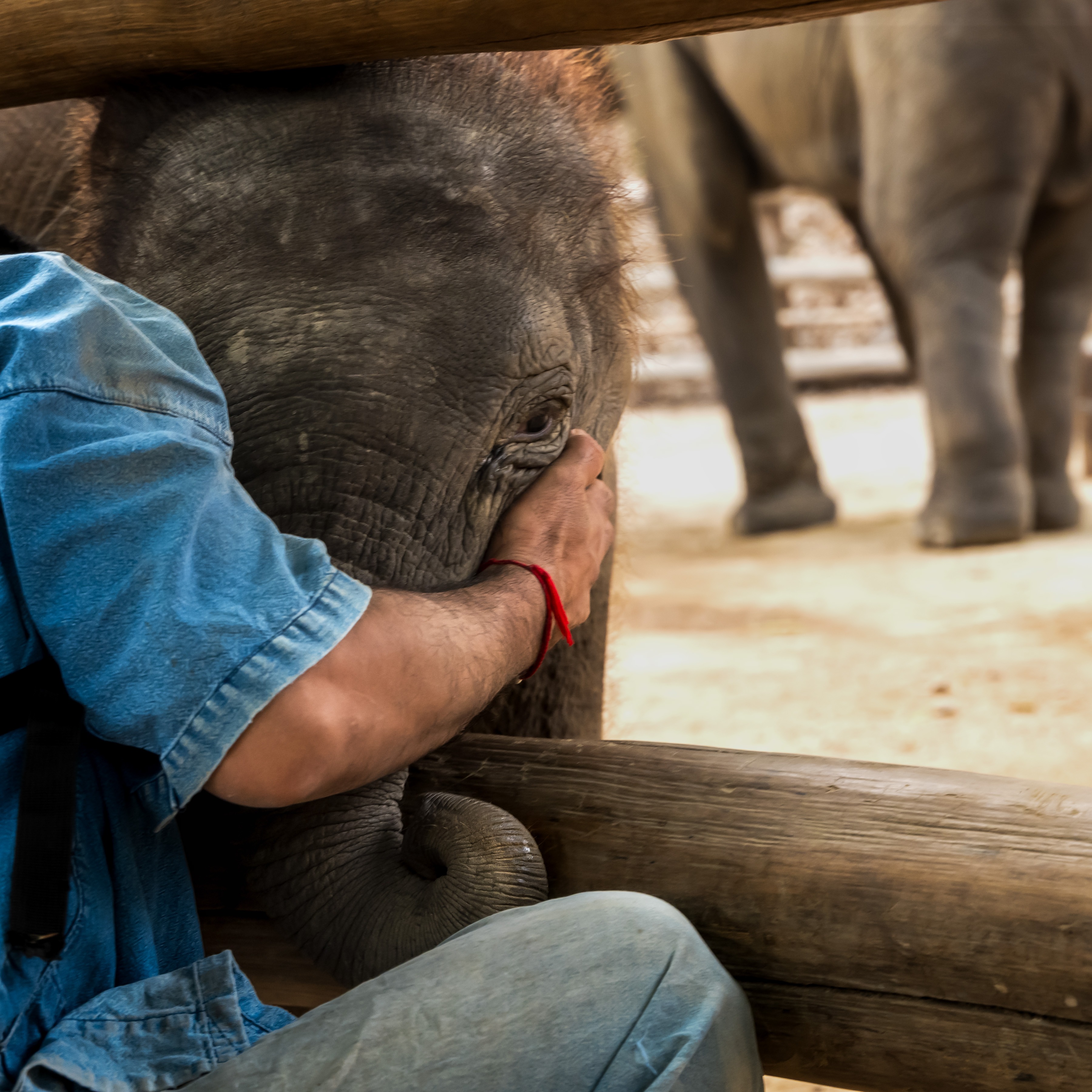 Hour 2: Newell LIVE from BOO AT THE ZOO at Audubon Zoo! (11AM Hour)