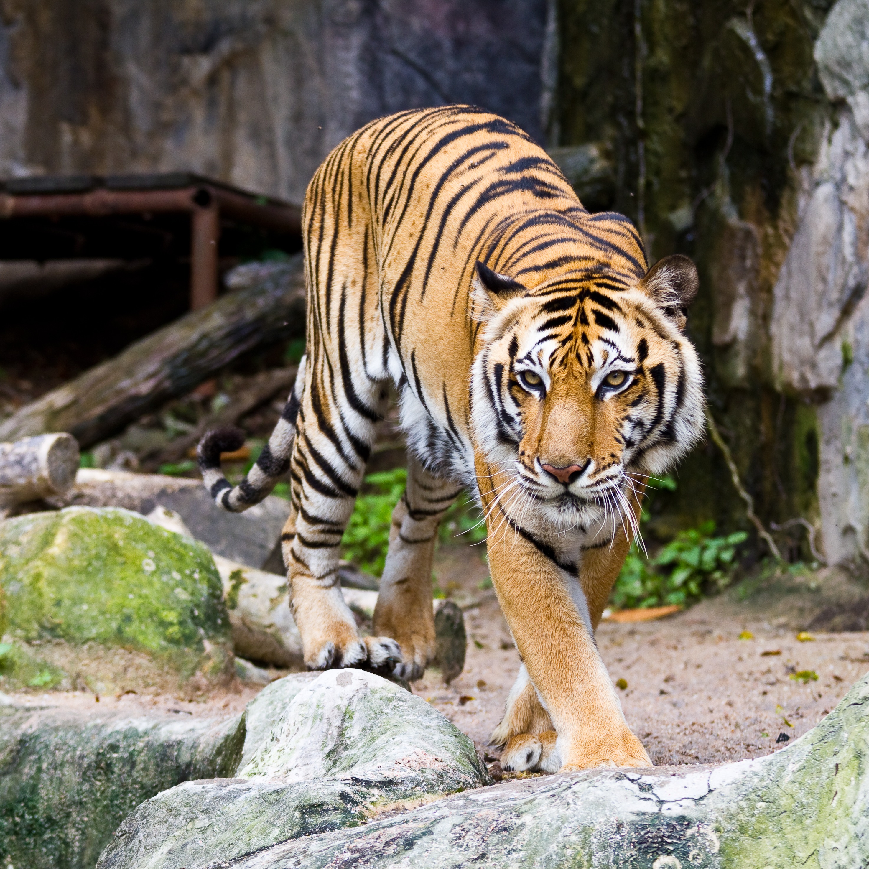 Hour 3: Newell LIVE from BOO AT THE ZOO at Audubon Zoo! (12PM Hour)
