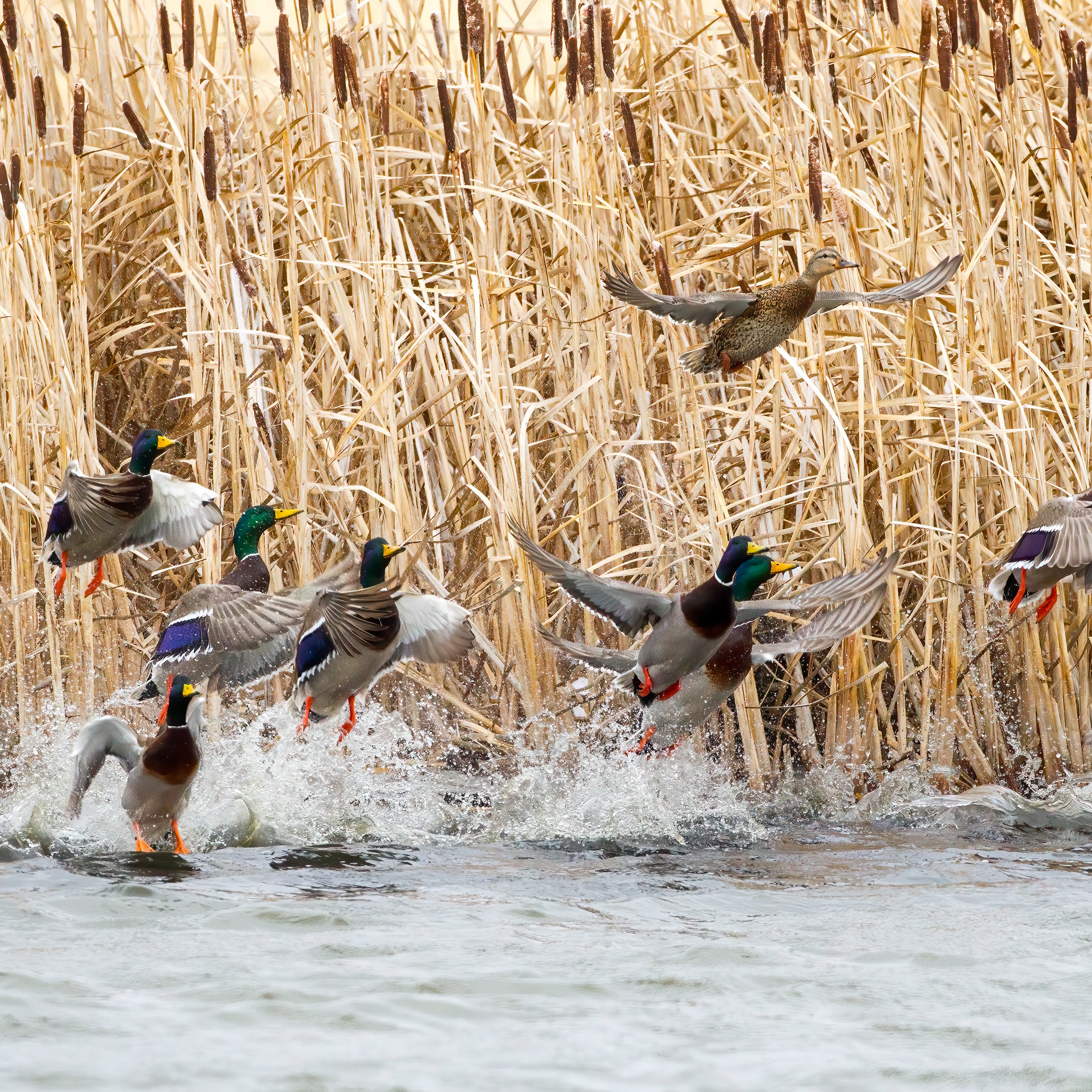 Chevron is partnering with Ducks Unlimited to help restore marshlands in Lafourche Parish