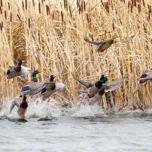 Chevron is partnering with Ducks Unlimited to help restore marshlands in Lafourche Parish