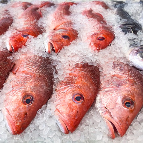 Mexican cartels are illegally smuggling...red snapper?