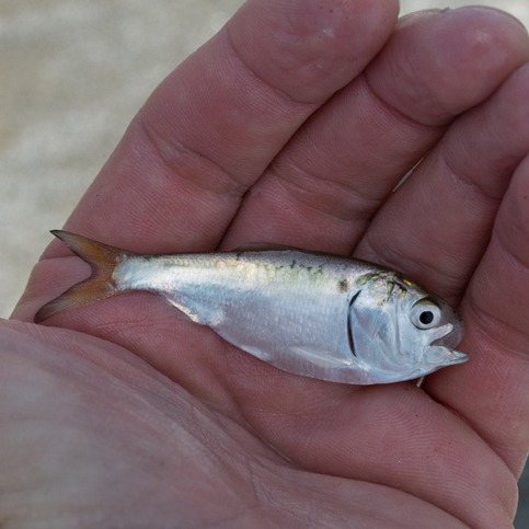 Should Louisiana match what other states are doing with the menhaden industry?