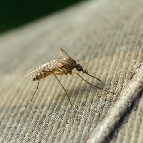 Why are mosquitoes so bad in Louisiana?