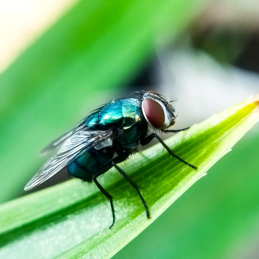 Why this little pest could make beef prices even higher