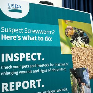 Mike Strain: Screwworms are "advancing"