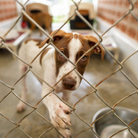 Animal cruelty or animal rescue in St. Bernard?