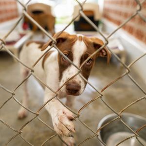 Animal cruelty or animal rescue in St. Bernard?