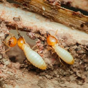 A termite fumigation so massive it needed special equipment? Here's what happened
