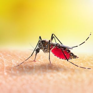 All this rain means lots of breeding spots for mosquitoes. Here's what to do
