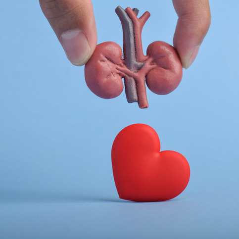 Would you donate a kidney to an old coworker? Listen to this incredible story of two Northshore women