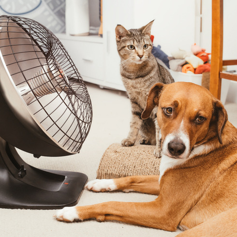 Make sure you're keeping yourself AND your animals cool with this heat