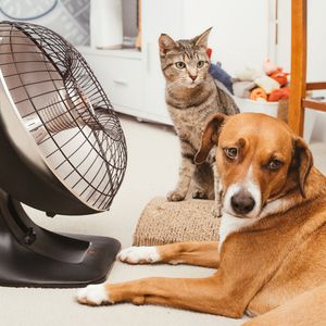 Make sure you're keeping yourself AND your animals cool with this heat