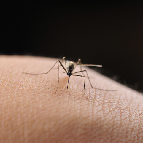 All this heat brings us some good and bad news with mosquitoes