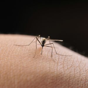 All this heat brings us some good and bad news with mosquitoes