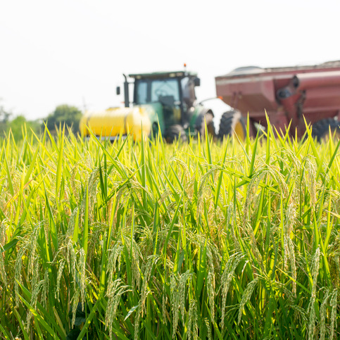 Rice is big business for Louisiana